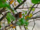 Robin - Rudzik